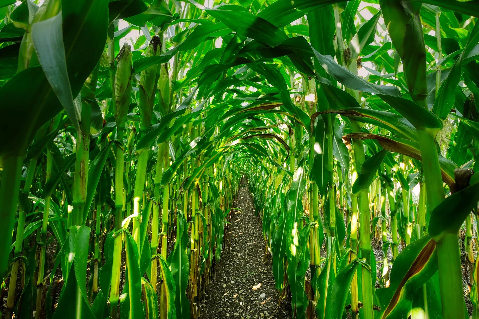 Полевая кукуруза. Corn plant. Кукурузное поле. Росс 199 мв кукуруза. Кукурузное поле.