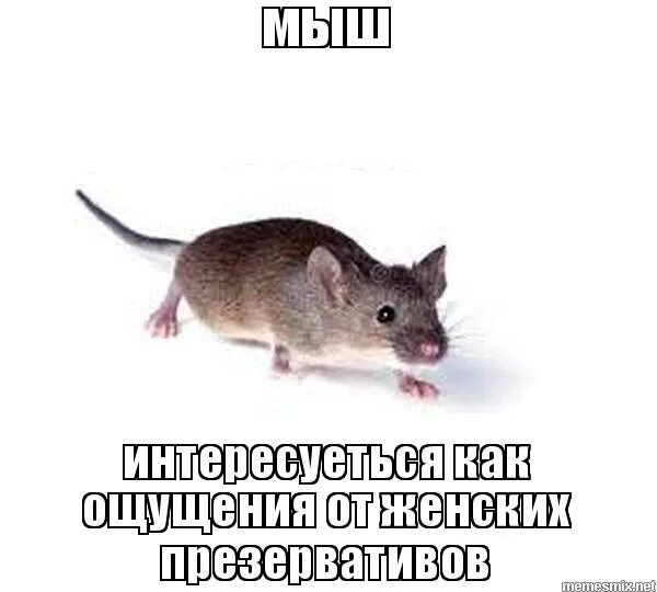 Мем с мышкой. Мышь мем. мышь крадется. мемы про мышку. мышь крадется мем.