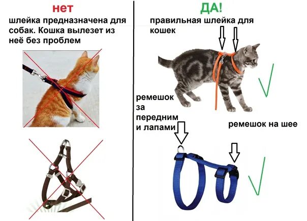 Как одеть шлейку. Как одеть шлейку