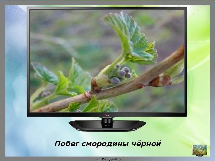 Побег смородины. Размножение смородины отводками. Годичные побеги с почками смородина черная. Строение побега яблони. Крыжовник смородина побеги.