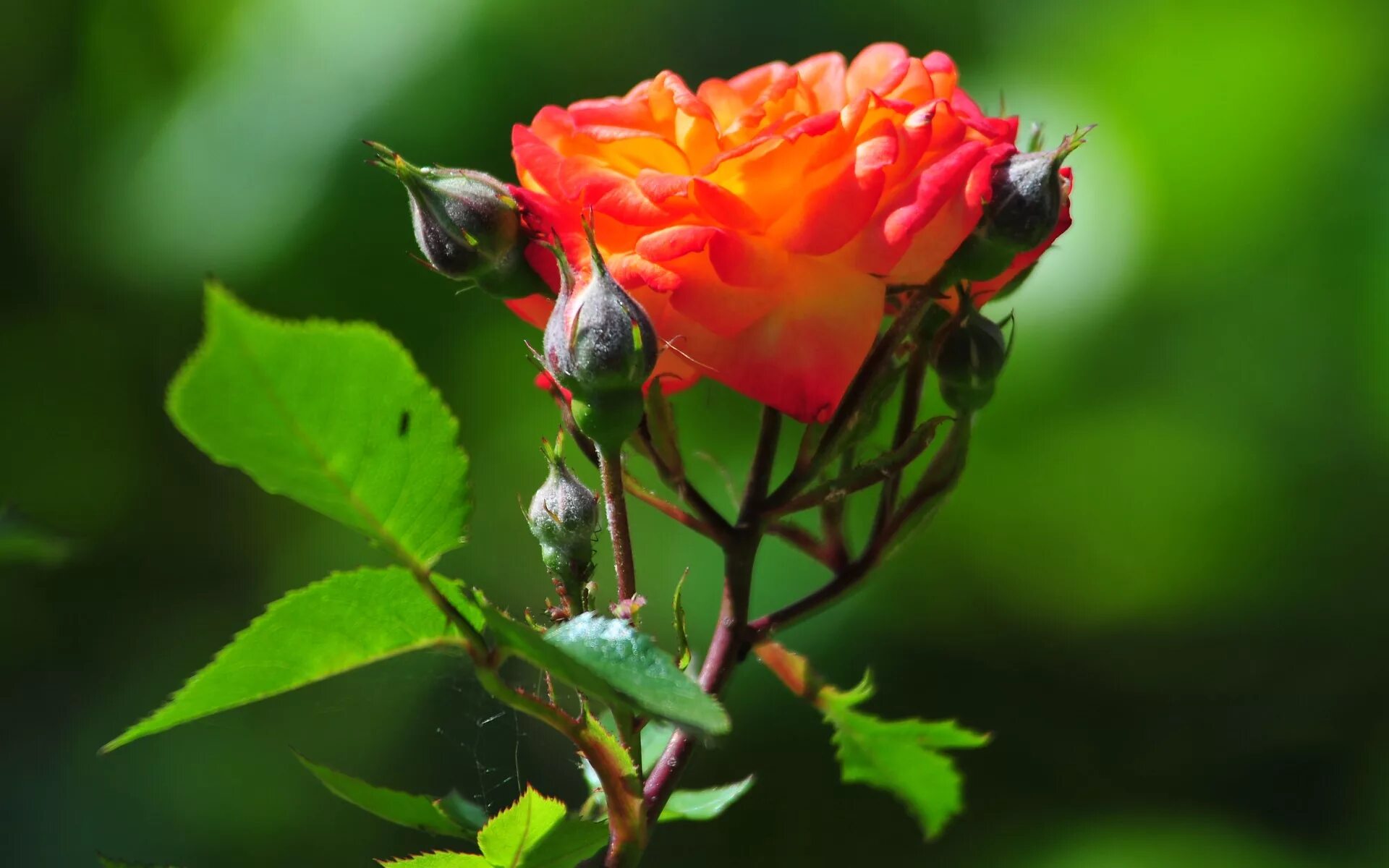 Beautiful rose flowers. Розы в природе. Прекрасные розы в природе. Чудесные цветы. Яркие розы.