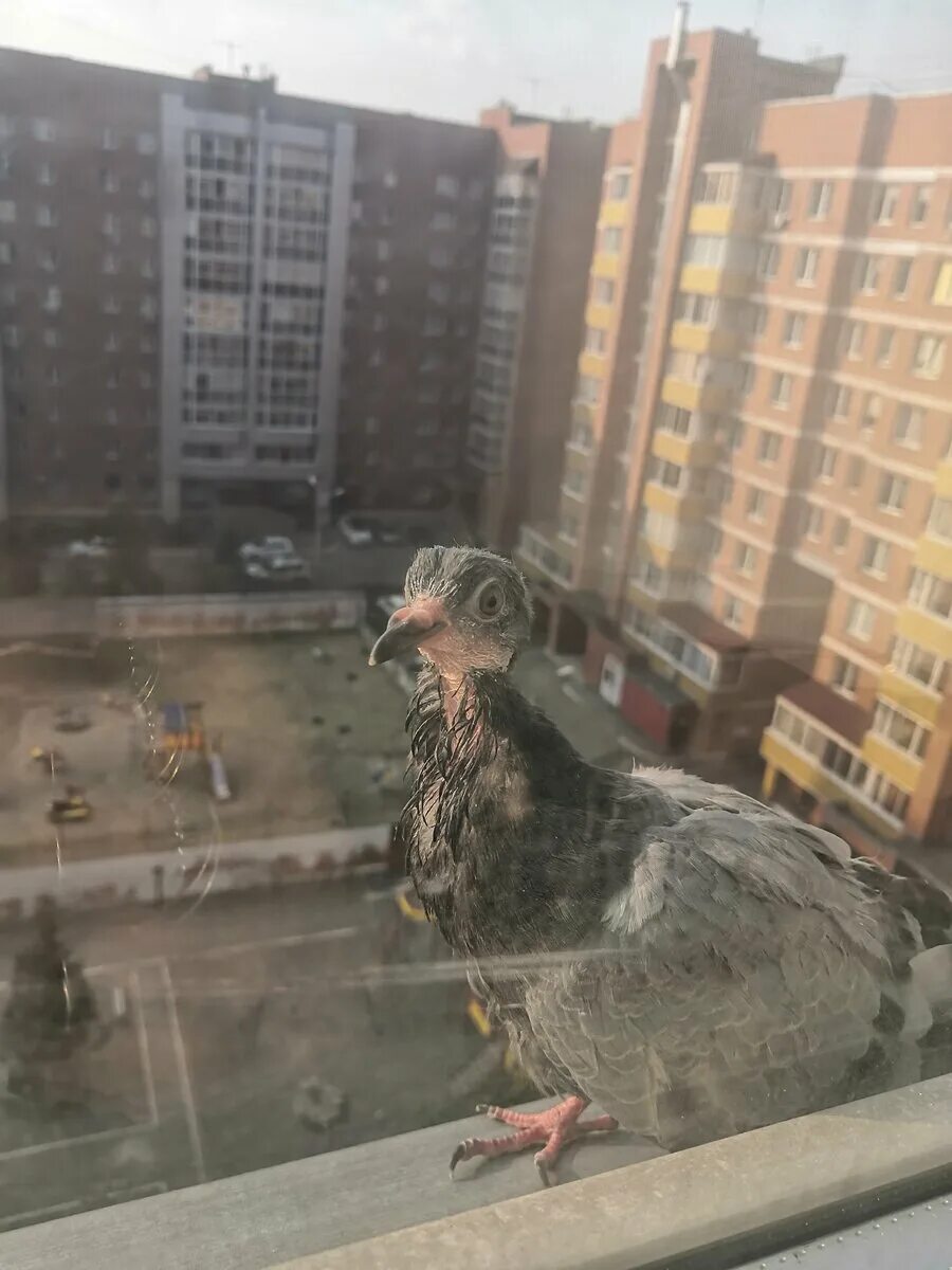 Яйцо на балконе примета. Голубь свил гнездо на балконе. голубиное гнездо на балконе. голуби на балконе. голуби свили гнездо.