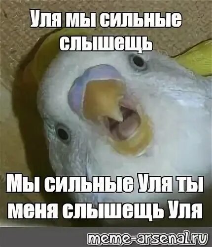 Уля ми. Уля мемы. не повышай на меня буквы мем попугай. уль мем. улей меме.
