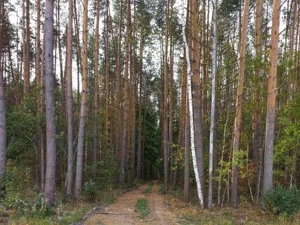 Лесное мордовия