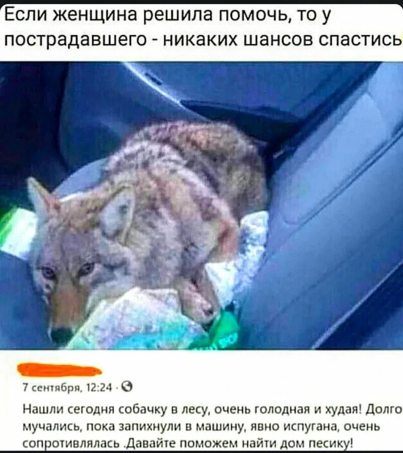 Женщина поймала волка и посадила в машину. Затолкала волка в машину. нашла волка и запихала в машину. поедающего мёртвого оленя. волка спутали с собакой.