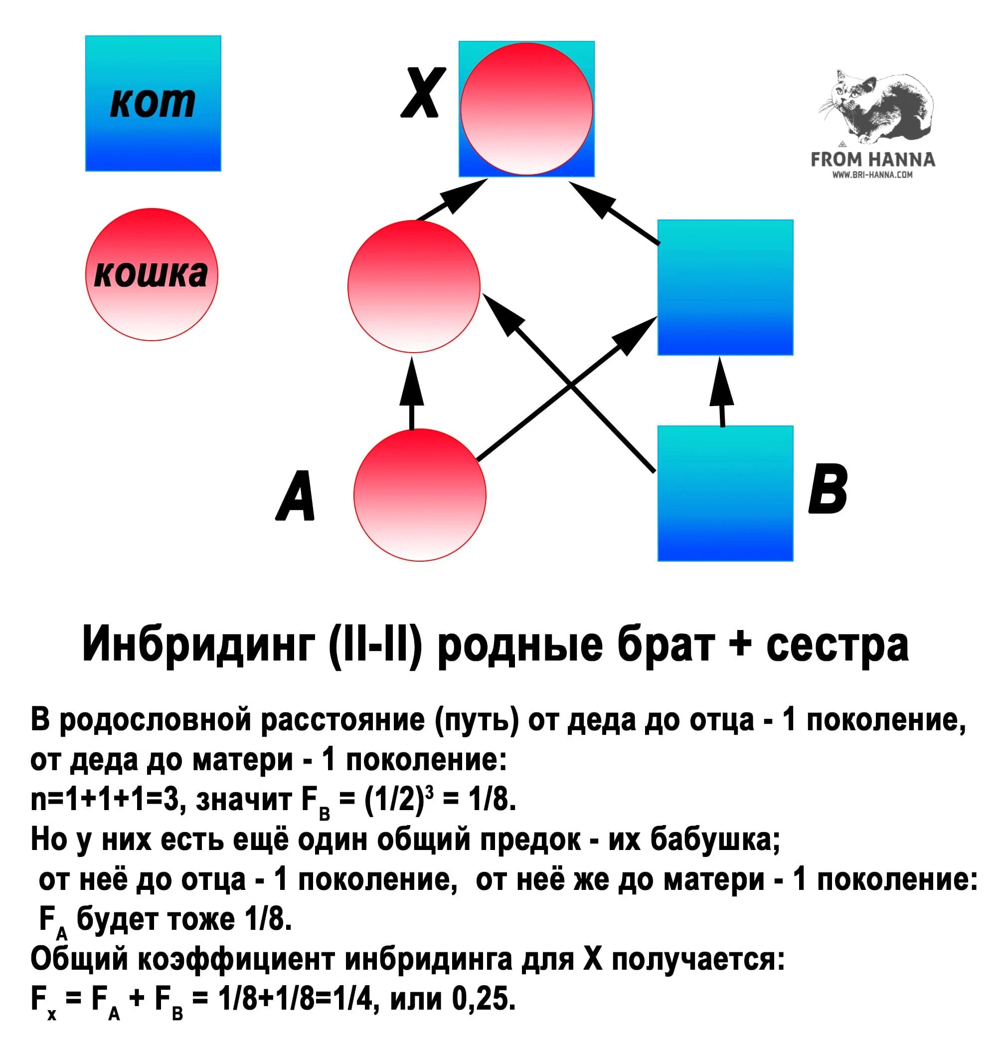 Инбридинг 3 на 3 у собак. Инбридинг схема. Инбридинг примеры. Степени инбридинга.