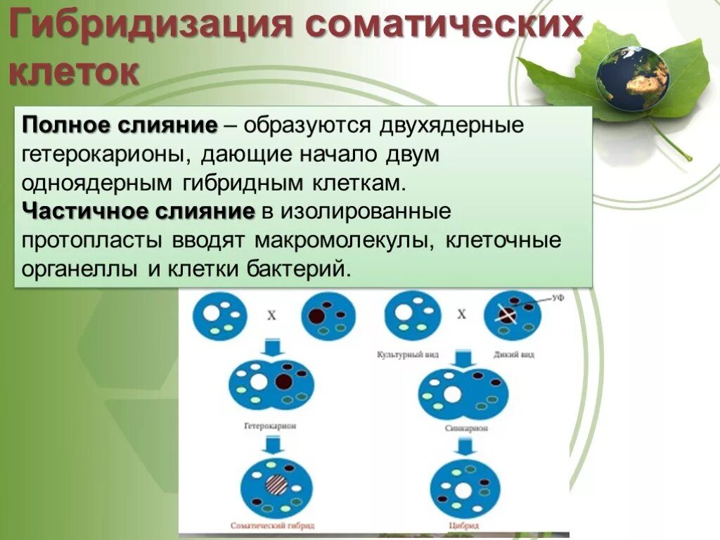 Биотехнология гибридизация. Гибридизация соматических клеток. Гибридизация соматических клеток клеточная инженерия. Метод гибридизации соматических клеток. Гиьридизация соматичексид клеток.