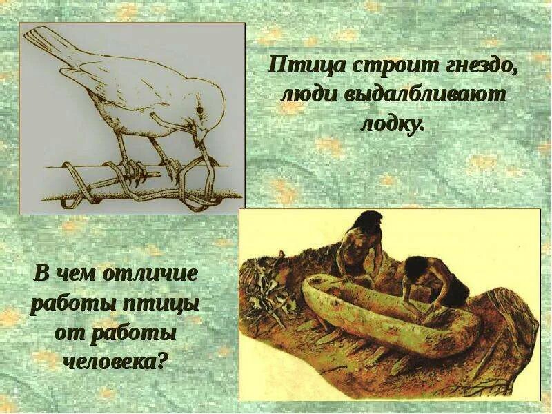 Птичья работа