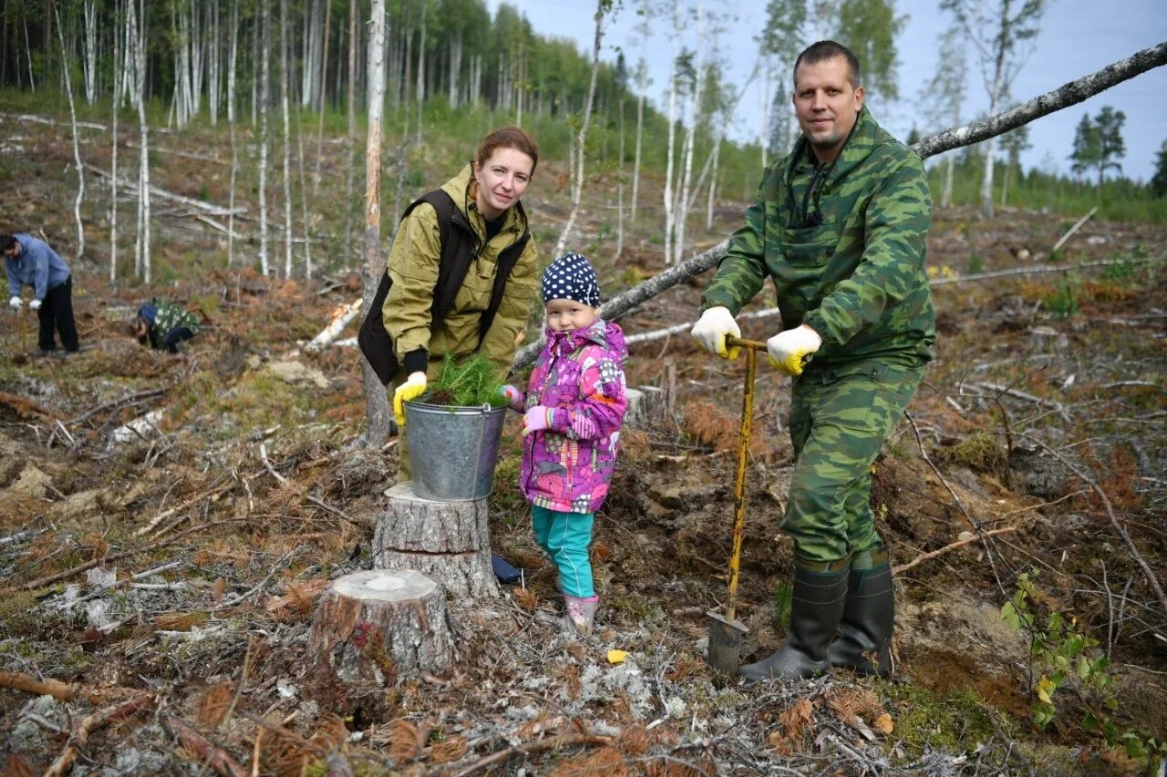 Природа восстановилась. Лесовосстановление. Лесовосстановление Карелия. Восстановление лесов в России. Сохранение лесов.