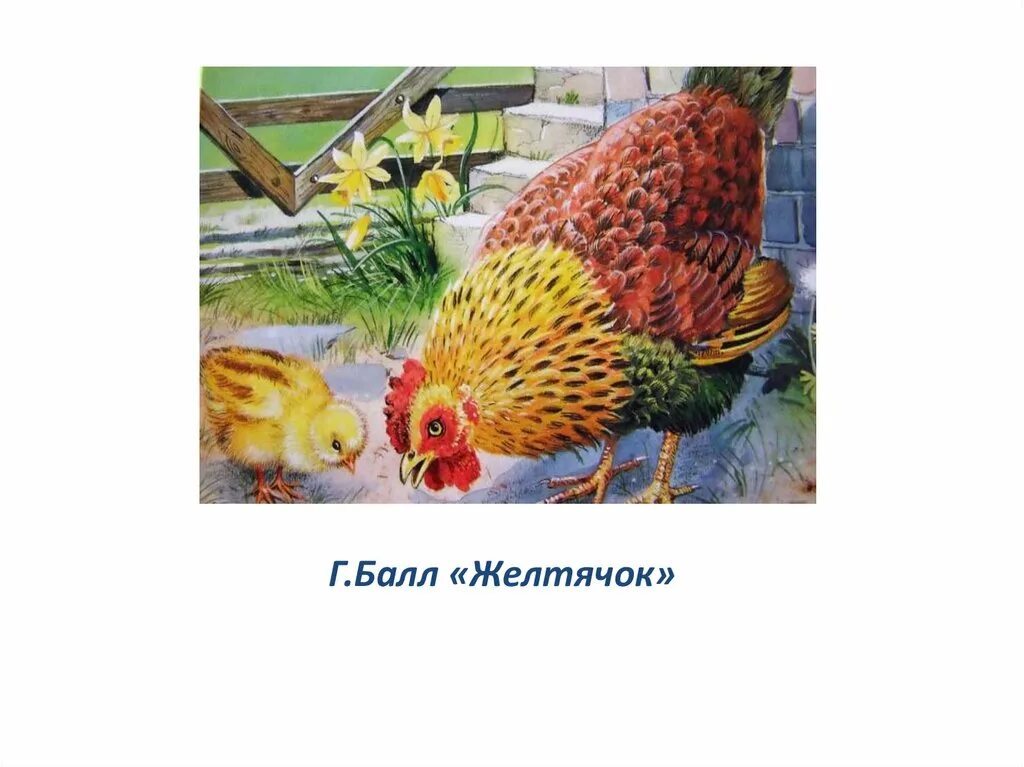 Г балл желтячок текст. "цыпленок". Г балл желтячок текст. Иллюстрации к сказке корнея чуковского цыпленок. Герои сказки цыпленок чуковского.