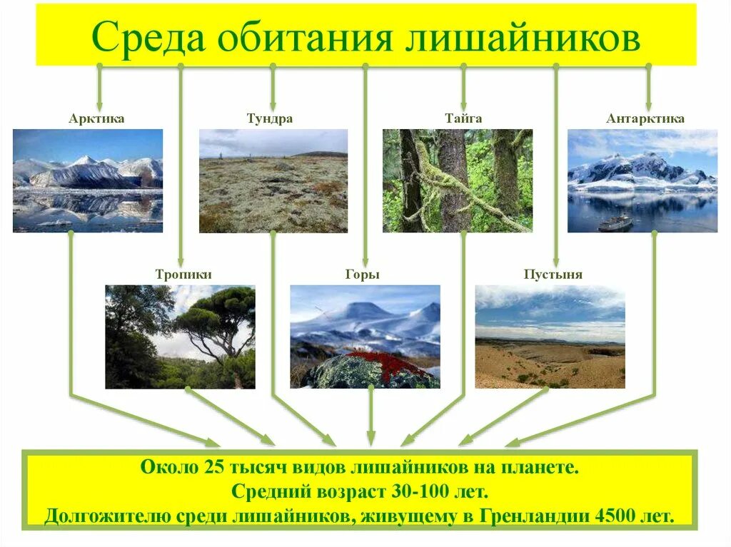 Среда обитания лишайников