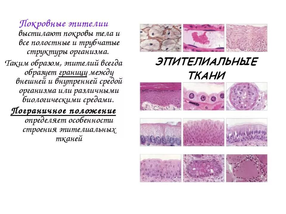 Железы эпителиальной ткани. Строение эпителиальной ткани. Эпителиальная ткань животных. Эпителиальная ткань 7 класс.