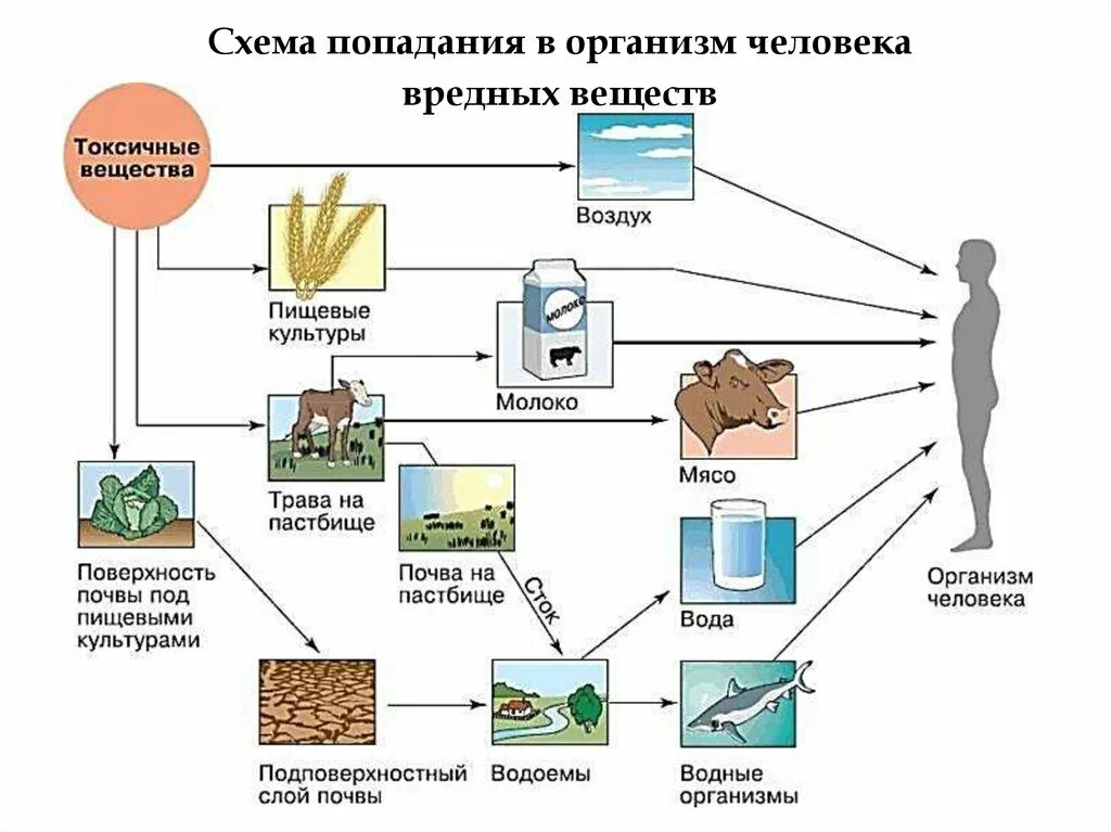 Вещества в отходах. Поступление загрязняющих веществ в организм человека. Воздействие токсических веществ на почву. Накопление токсичных веществ в пищевых цепях. Схема попадания вредных веществ в организм человека.