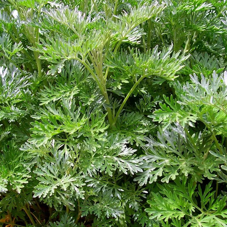 Полынь обыкновенная aureovariegata. Полынь кейзке. Полынь сантонская. Полынь обыкновенная плантариум. Полынь седая.