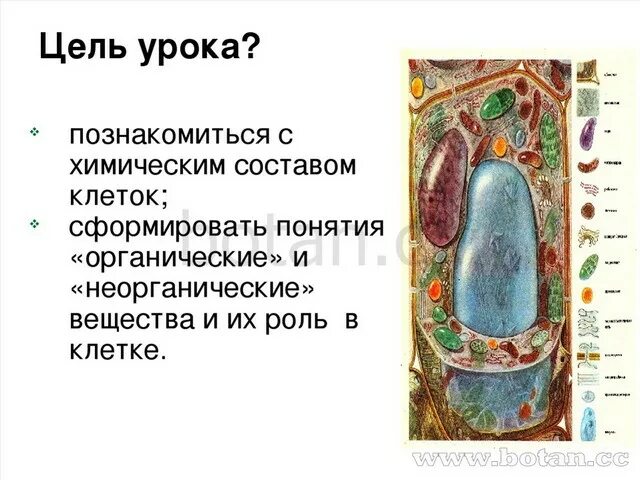 Пересказ биология 6 класс химический состав клетки. Химический состав клетки 5 класс биология. хим состав клетки 5 класс биология. состав клетки биология 5 класс. состав клетки 5 класс.