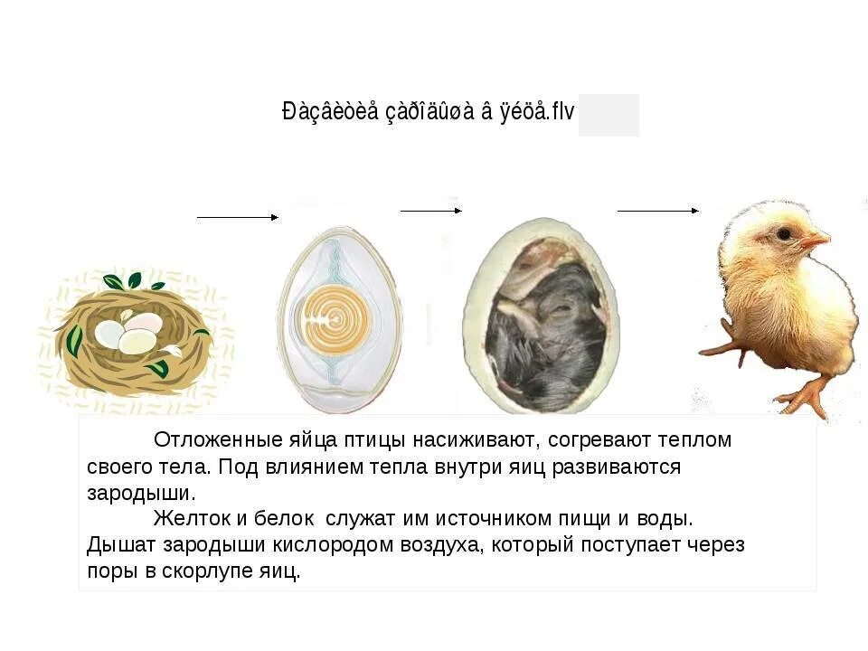 Размножение птиц 8 класс. Размножение и развитие птиц схема. Стадии развития яйца птицы. Размножение и развитие птиц строение яйца. Размножение и развитие птиц 3 класс.