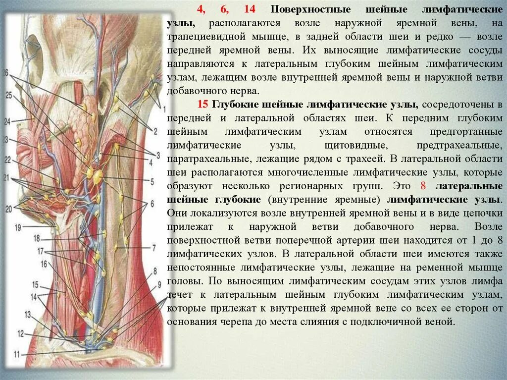 Что значит лимфоузел. Таблица регионарные лимфатические узлы области тела. Этапные лимфатические узлы это. Региональные лимфатические узлы шеи.