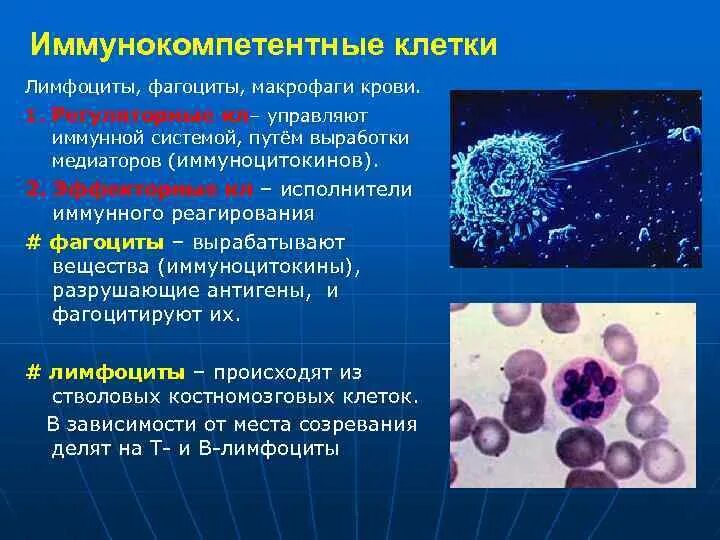 Фагоциты и лимфоциты. Иммунокомпетентные клетки фагоциты и. Молекулы иммунной системы. Иммунокомпетентные клетки б лимфоциты. Иммунные клетки макрофаги