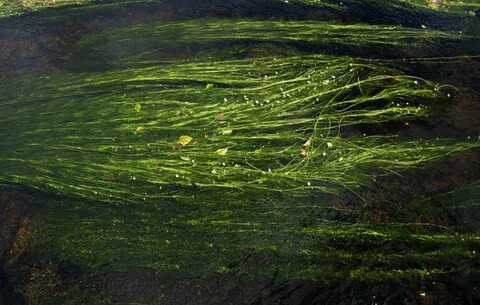 Виды пресноводных водорослей
