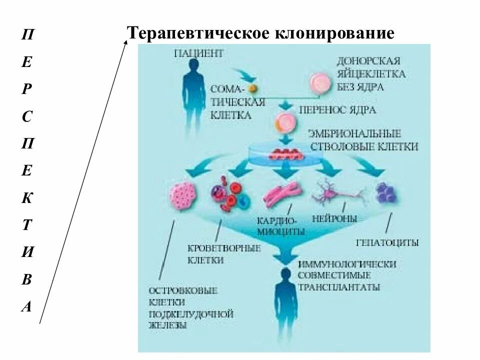 Как делают клонов. Общая схема терапевтического клонирования. Этапы терапевтического клонирования схема. Репродуктивное и терапевтическое клонирование схема. Последовательность основных этапов терапевтического клонирования.