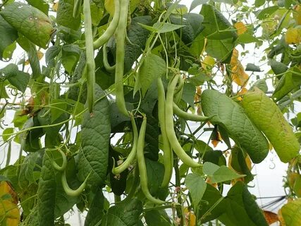 Bean plant