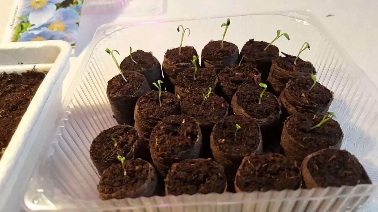 Мак восточный papaver orientale 'cedar hill'. Когда сажать маки семенами. Мак махровый многолетний. Мак декоративный многолетний. Мак цветок садовый многолетний посадка.