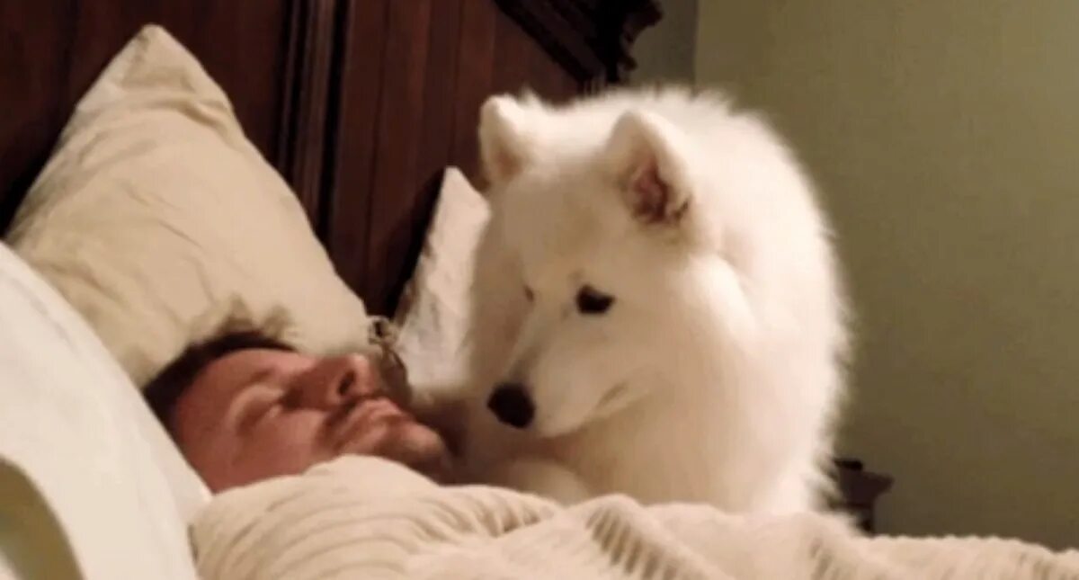 Сонный самоед. Собака проснулась. Собака проснулась gif. Смешные гифки просыпайся. Доброе утро собаки.