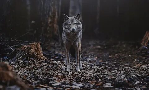 Собака грела ребенка в лесу