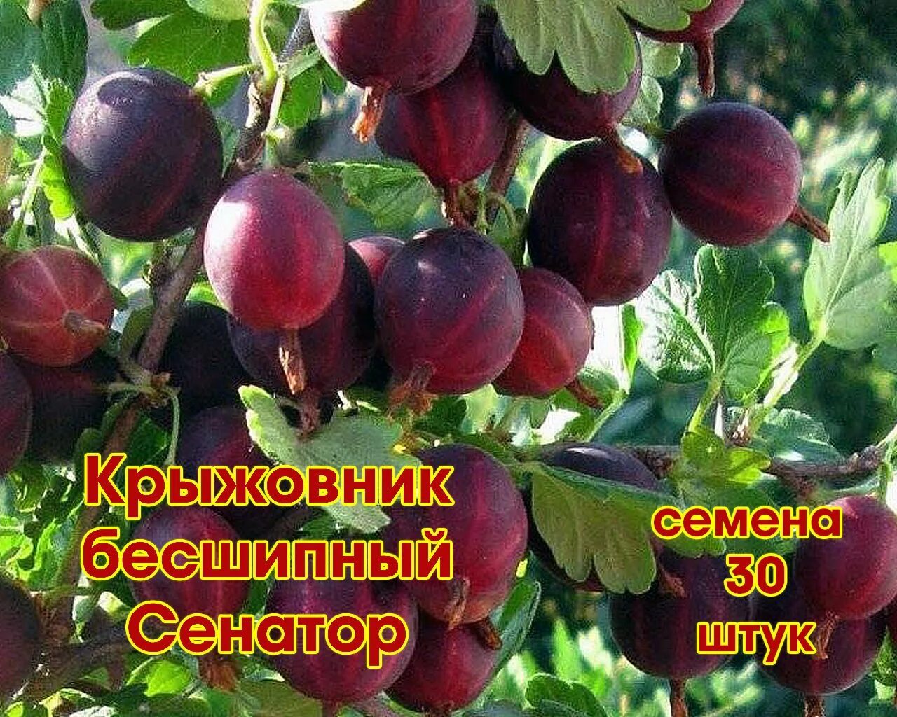 Крыжовник сорт консул. Крыжовник сорт сенатор. Крыжовник челябинский слабошиповатый. Крыжовник консул сенатор. Крыжовник консул.