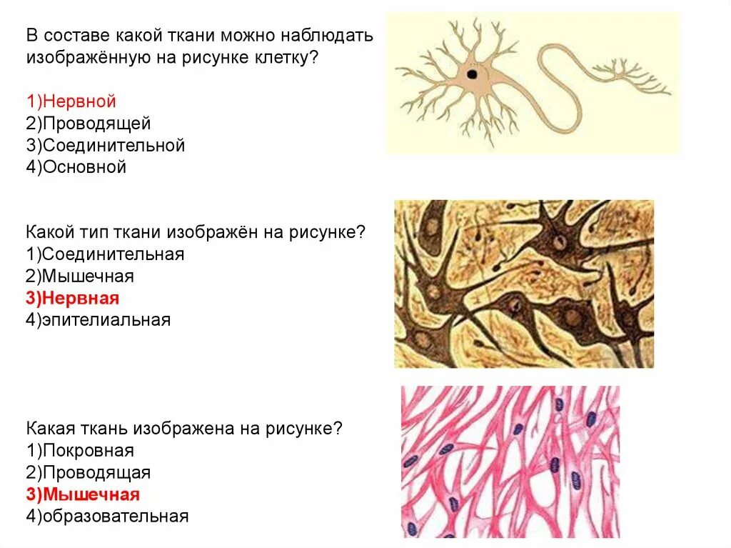 В состав какой ткани входят клетки. Ткани эпителиальная соединительная мышечная нервная рисунки. Нервная соединительная ткань. Нервная ткань Тип ткани. Нервная ткань животных.