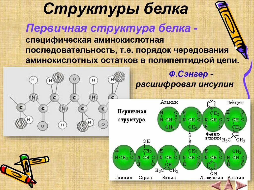 Белки 11 класс биология. Первичная структура белка химия 10 класс. Что такое первичная структура белка биология 10 класс. 3 Структура белка. Строение белка.