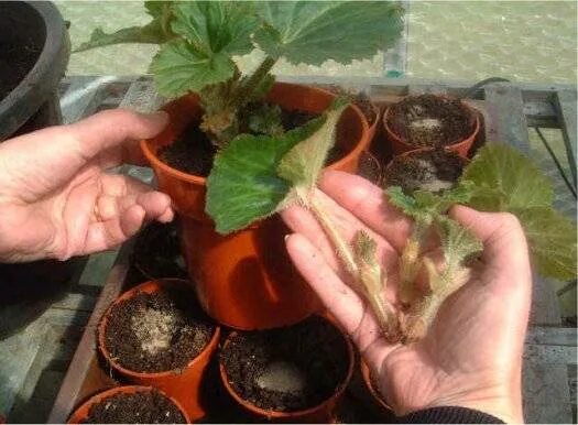 Можно ли пересаживать бегонию