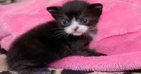 Котенок мур