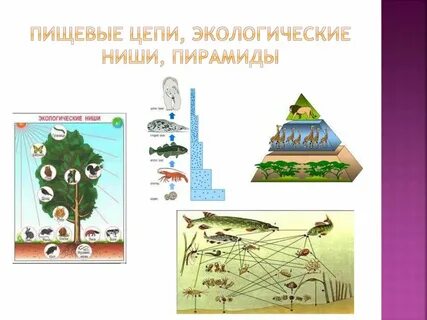 Экологические пищевые цепи