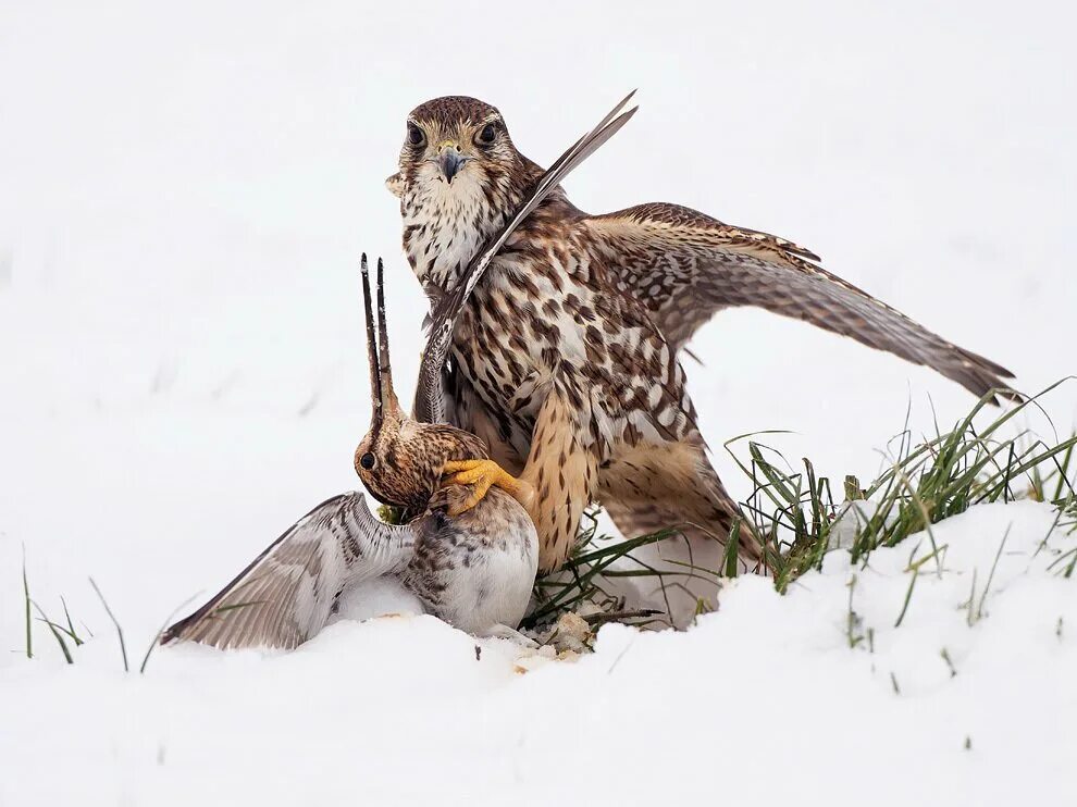 Ястреб-тетеревятник заяц. Ястреб-тетеревятник охотится. Ястреб кречет. Сокол поймал зайца определить. Ястребиная сова и филин.