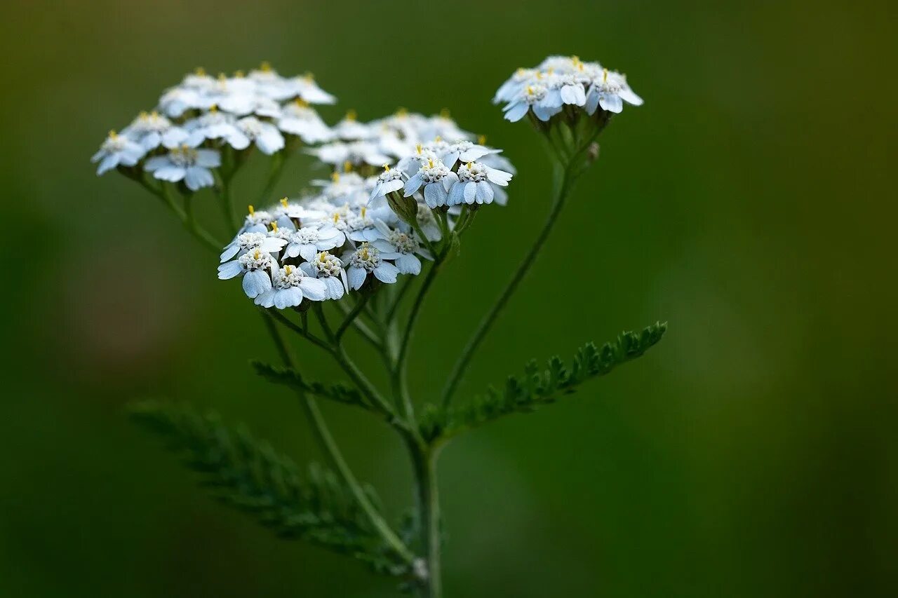 Тысячелистник обыкновенный (Achillea millefolium). Тысячелистник обыкновенный (Achilléa millefólium). Тысячелистник обыкновенный (Achillea millefolium l.). Тысячелистник зонтичный белый.