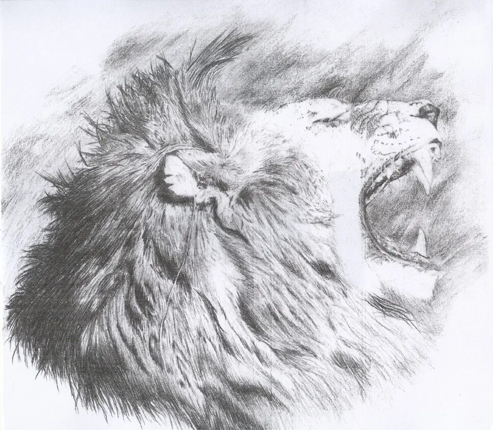 Лев карандашом рычит. Лев рисунок. Оскал Льва эскиз. Лев в профиль эскиз.