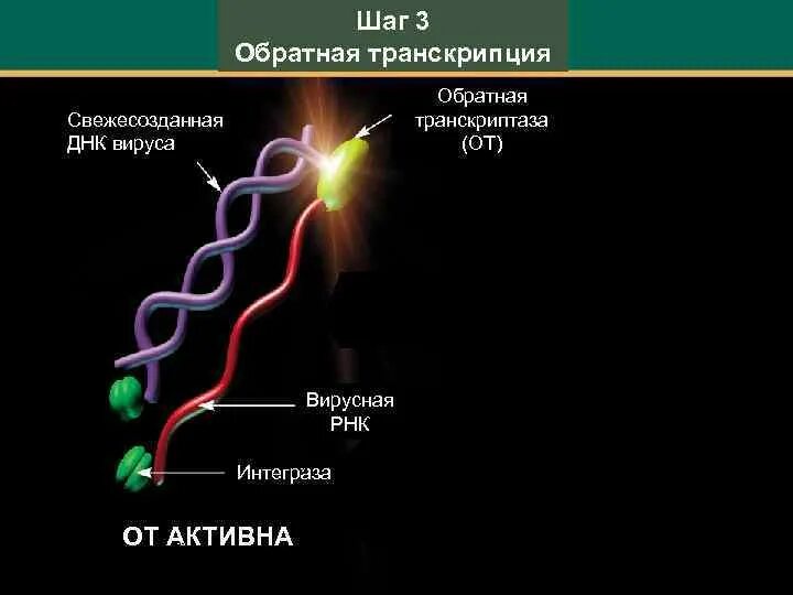 Обратная транскриптаза. Обратная транскриптаза вируса. Обратная транскрипция у вирусов. Обратная транскриптаза ВИЧ. Обратная транскрипция вируса ВИЧ.