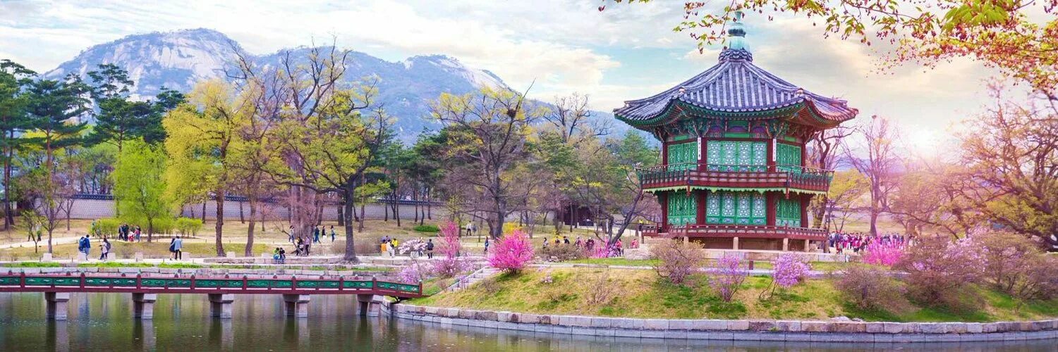 цветение сакуры в южной корее. природа в корее сеул. сеул южная корея. сакура в корее. страна свежести.