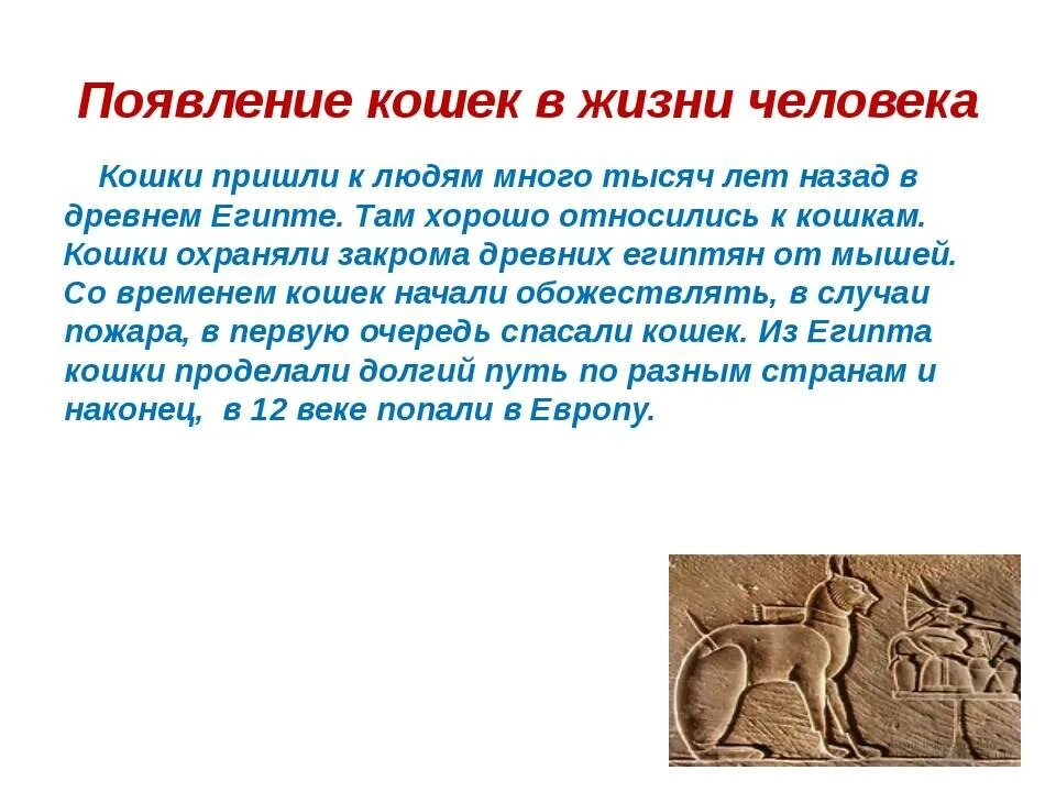 Возникновения кошек. Происхождение кошек на земле кратко. история появления кошек. происхождение кошки на земле для детей. историческое происхождение кошки.