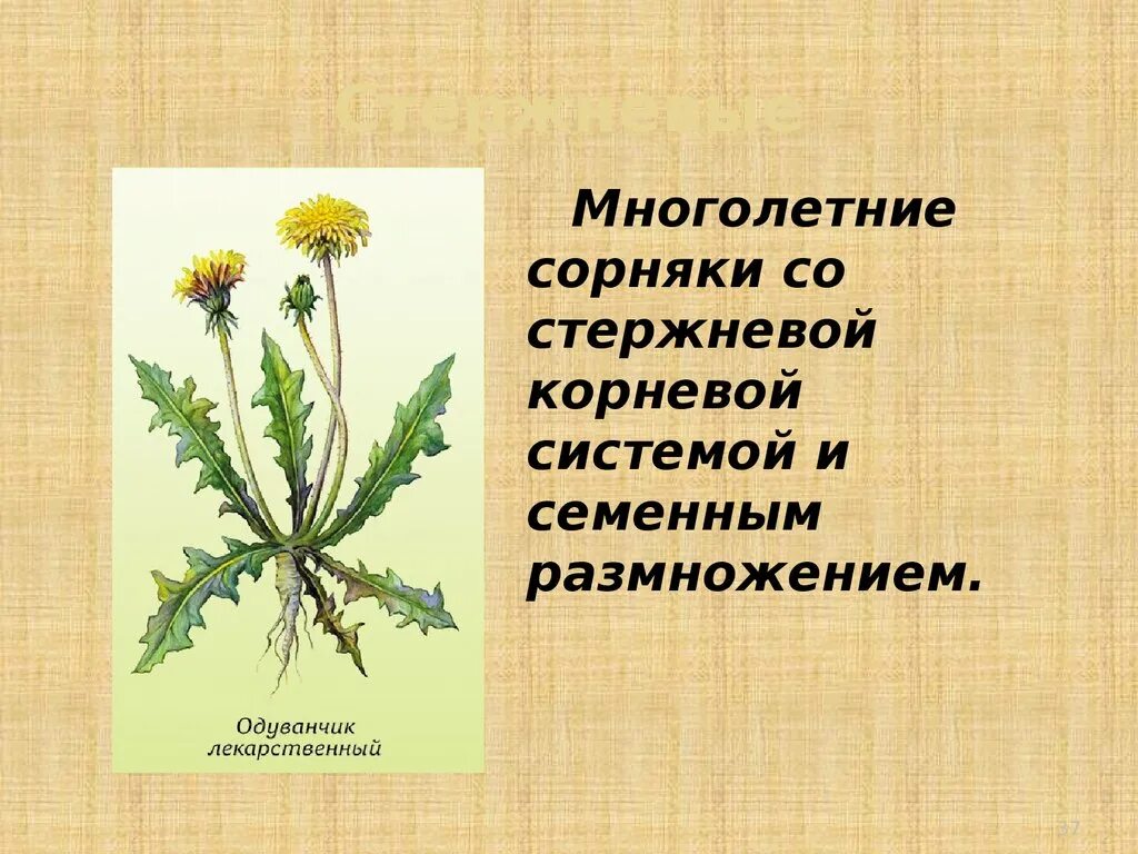 Двудольные сорняки одуванчик. Одуванчик лекарственный сорные растения. Сорняки многолетние мочковатокоренные. Многолетние двудольные сорняки. Однолетние двудольные сорняки