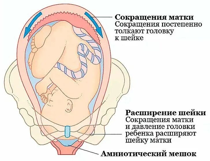 При тонусе матки при беременности. Гипертонус шейки матки при беременности. Тонус шейки матки при беременности. Гипертонус матки при беременности. Что значит расширенная матка