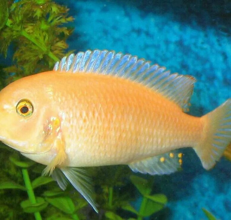 Рыба белгород купить. Angostura Cichlid. Цихлида рыба Речная. Белая веха цихлида. Цихлида 5 букв.