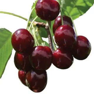 Лучшие сорта вишни для ленинградской