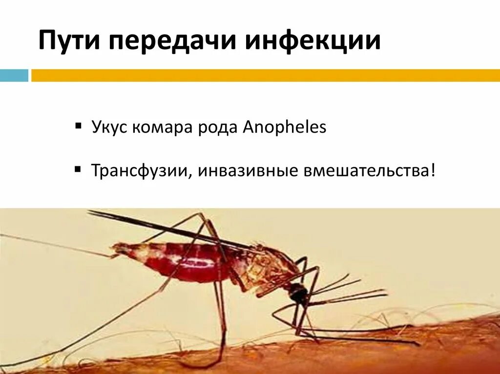 Заражение человека малярией происходит. Малярия механизм передачи инфекции. Малярия путь передачи инфекции. Пути заражения малярией. Пути заражения человека малярией.