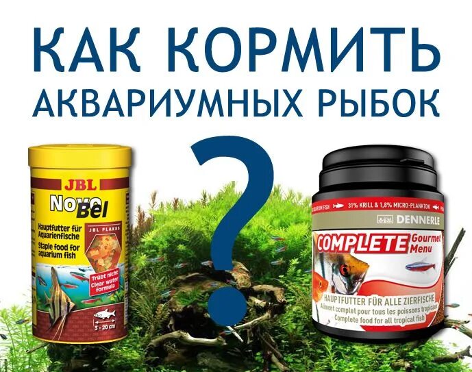 Как кормить аквариумных рыб. Как кормить рыбок. Корм для рыбок. Сколько корма давать рыбкам.