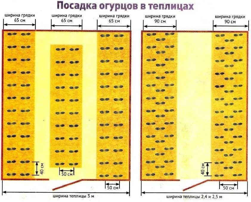 Расстояние между огурцами при посадке. Схема посадки рассады огурцы в теплице. Схема высадки рассады огурцов в теплице. Плотность посадки огурца в теплице. Схема посадки огурцов в парнике расстояние.