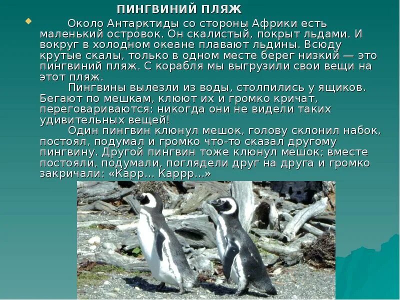 Г.Снегирёв про пингвинов. Пингвиний пляж рассказ. Чтение рассказа Пингвиний пляж. Чтение рассказа г. Снегирёва «про пингвинов». Снегирев рассказы про пингвинов читать