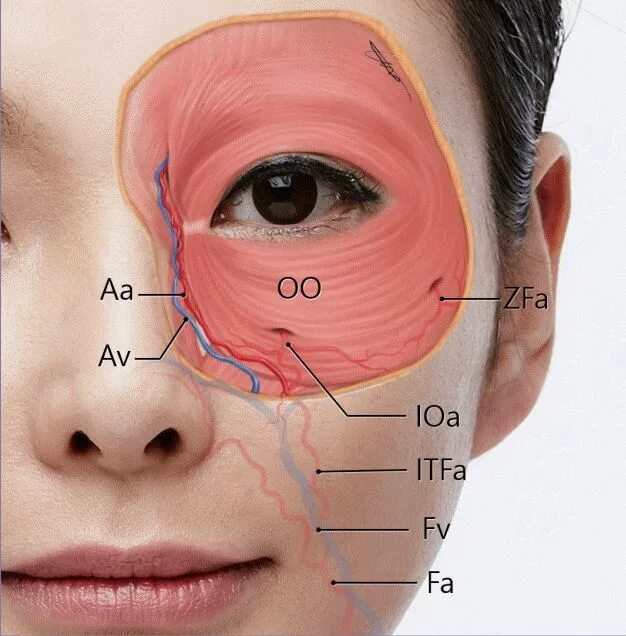 Параорбитальная. Анатомия периорбитальной области. Круговая мышца глаза. Периорбитальная область глаз. Анатомия периорбитальной зоны.
