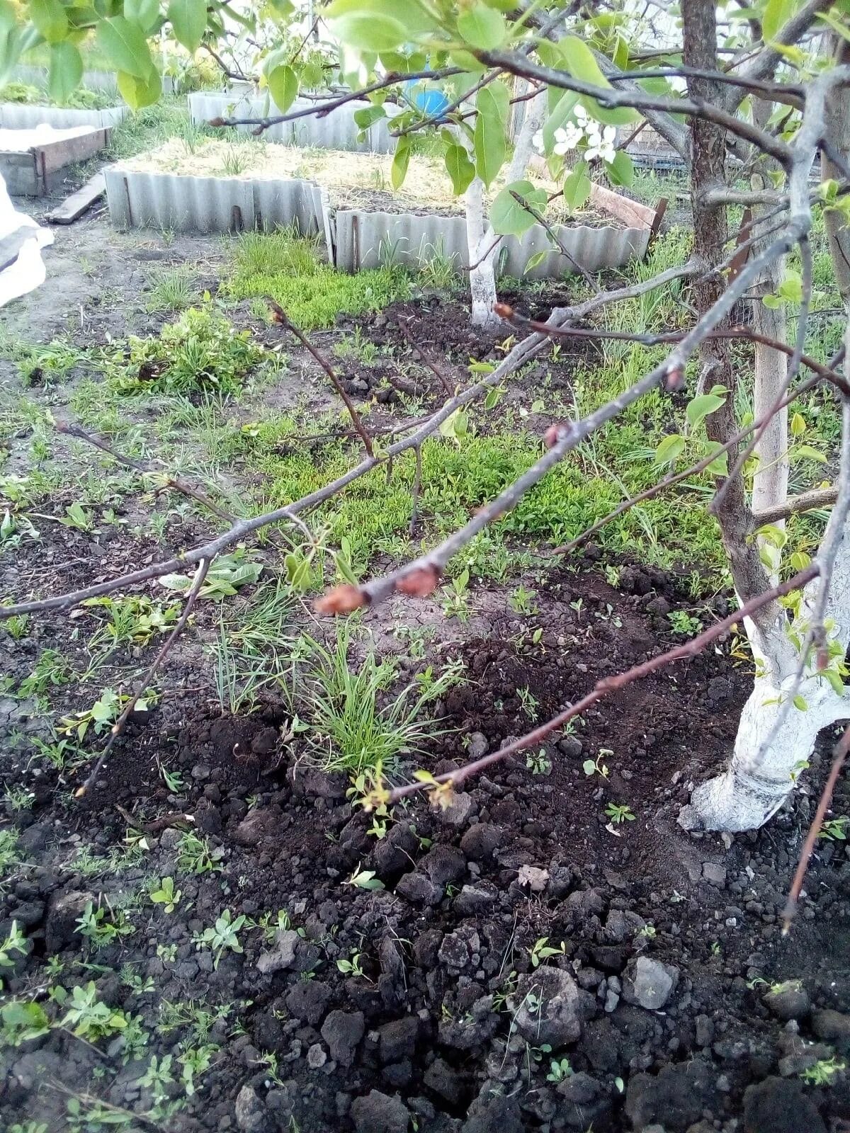 Груша высохла. Груша засохла после зимы. побитые ветки груши морозом. обмороженные ветки груши фото. после зимы груша сохнет.